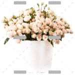 demo-attachment-157-bunch-of-creamy-roses-in-a-bucket-over-white-PLJ554Y-e1585206356671