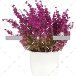 demo-attachment-152-purple-heather-in-the-white-pot-P43SKSJ-e1585206384768