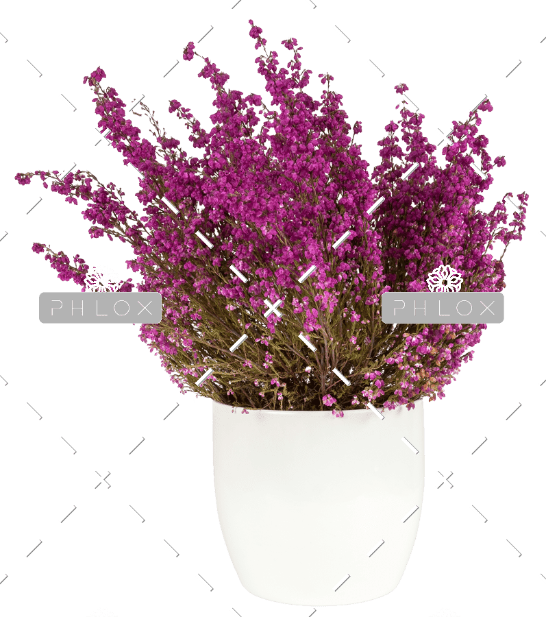 demo-attachment-152-purple-heather-in-the-white-pot-P43SKSJ-e1585206384768